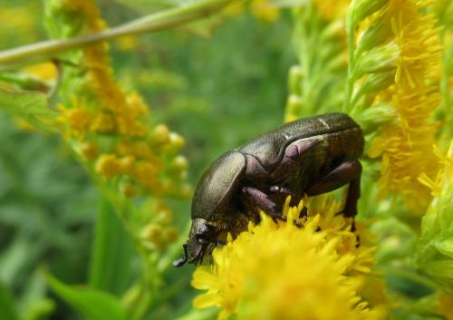 Réf. 209 803 : Potosia cuprea